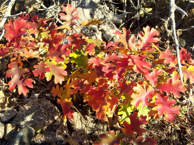 Oak leaves june lake