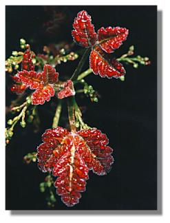Poison oak
