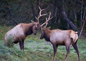 Elk Rut