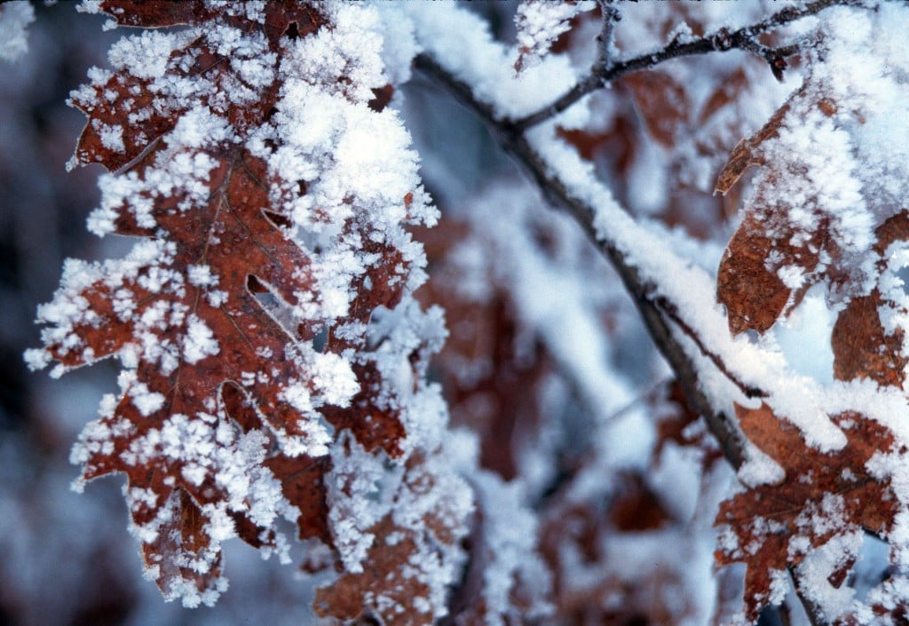 Winter oak hoar frost 300