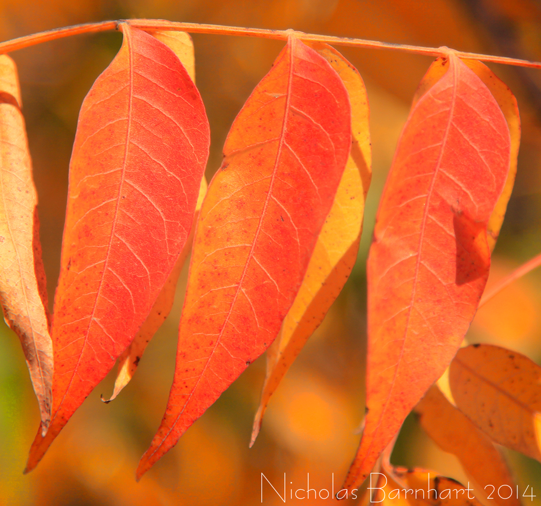 New Fall Color Spot Oak Glen California Fall Color
