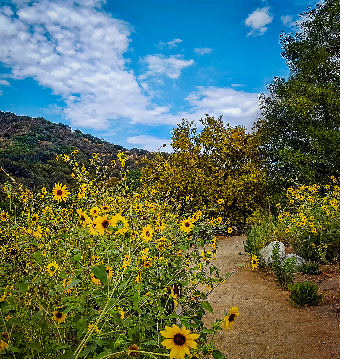 First Report Fall Is In The Air At Oak Glen California Fall Color