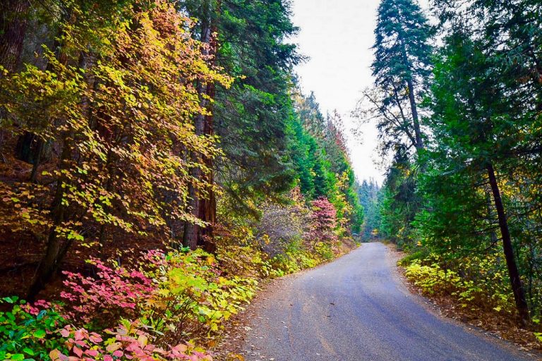 Sequoia National Park A Palette of Color California Fall Color — free download