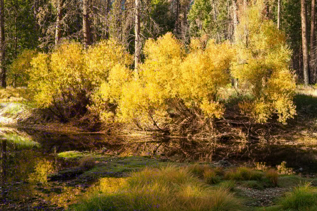 Crys black yosemite valley 7
