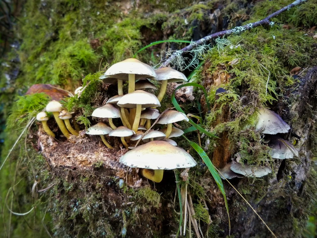 Gabriel leete mushrooms 9