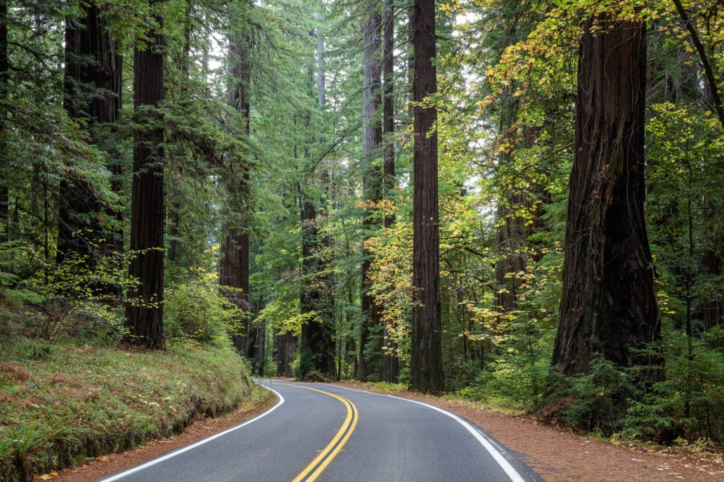 Max forster redwood highway 2