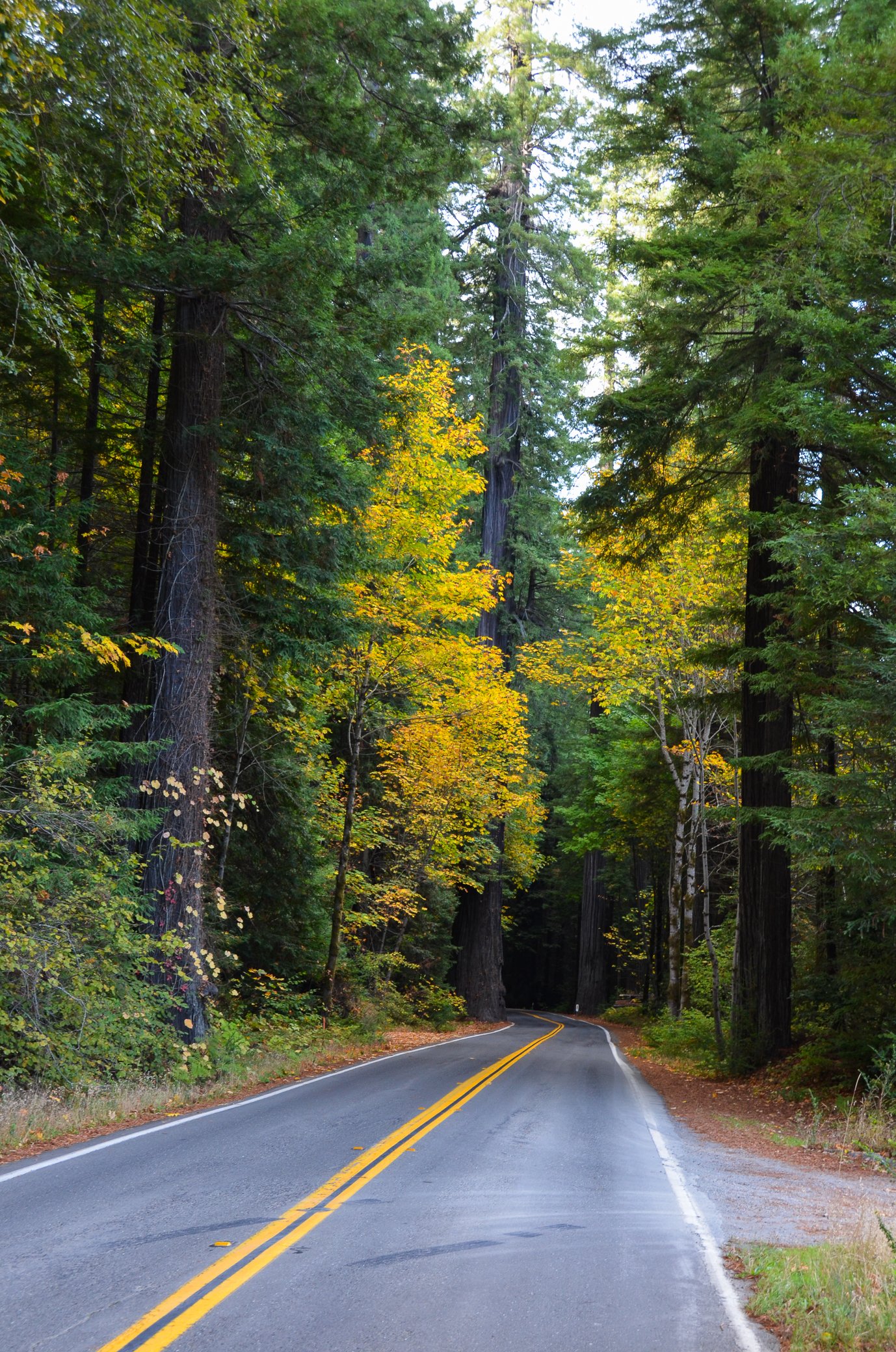 Walt gabler avenue of the giants 2