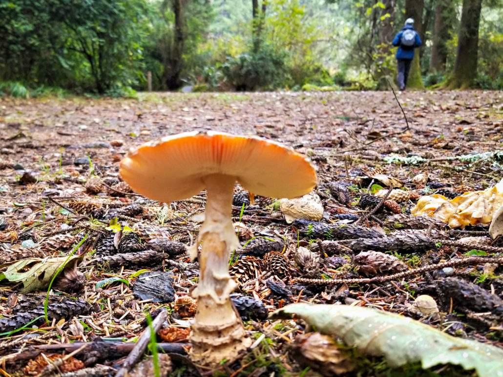 Gabriele leete mushrooms 41