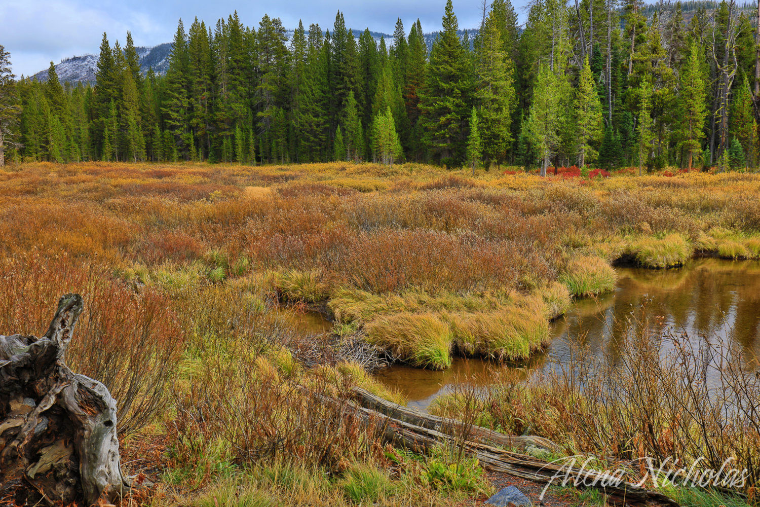 Special Report Yellowstone California Fall Color
