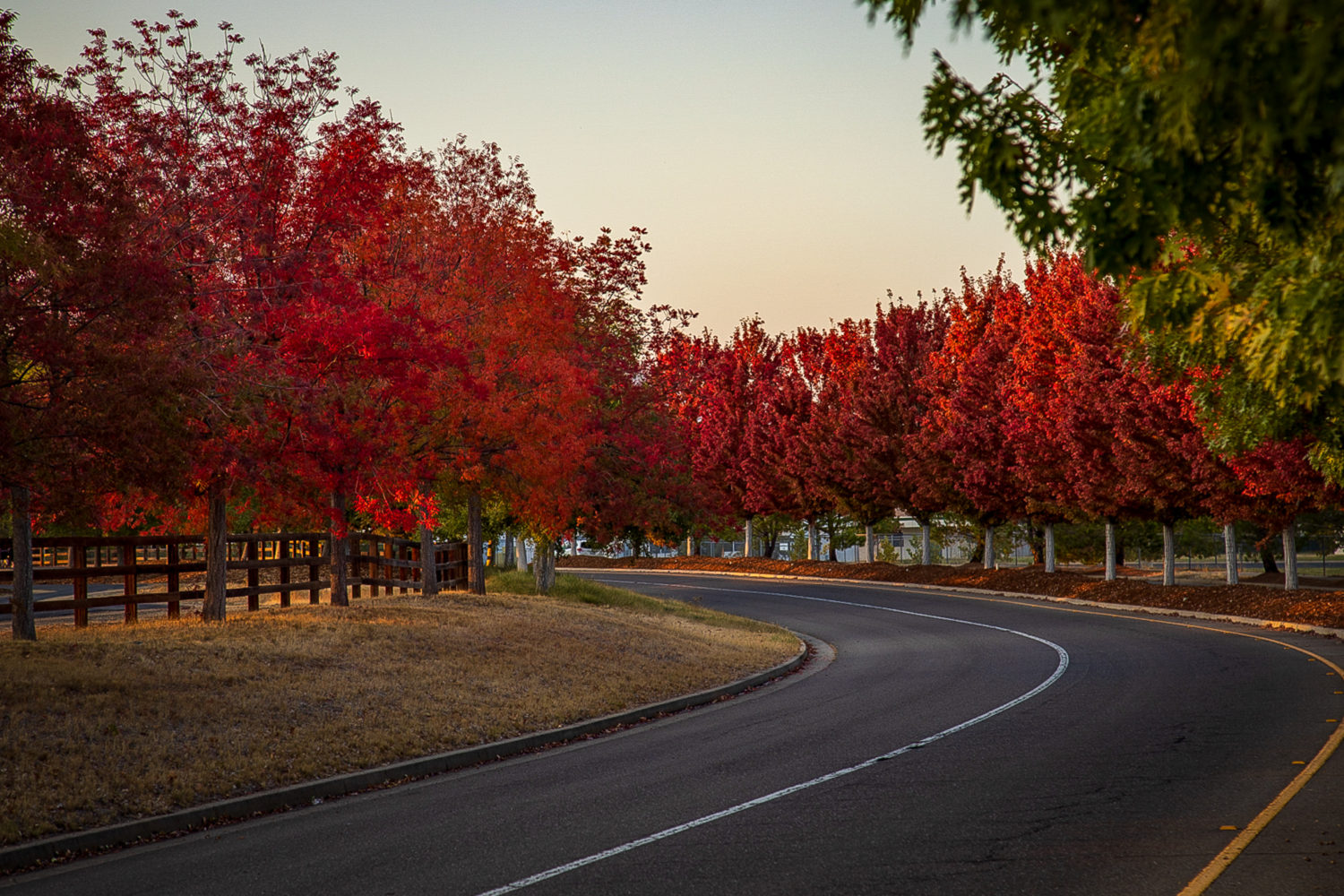 Redding Red – California Fall Color