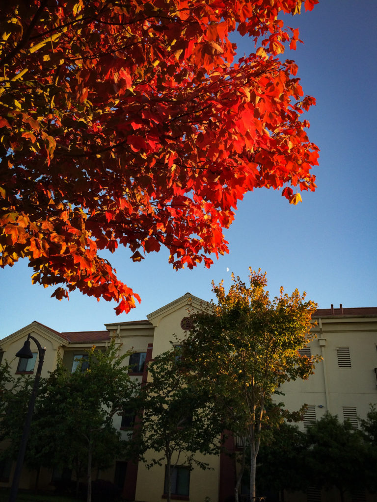 Humboldt State Changes Colors California Fall Color