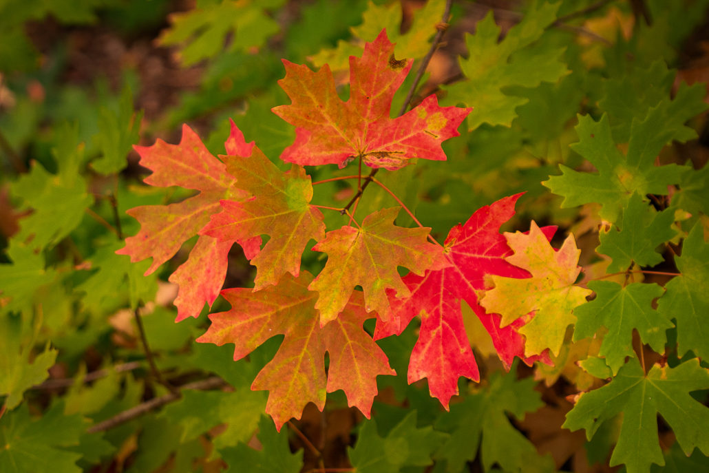 Wasatch maple/acer grandidentatum