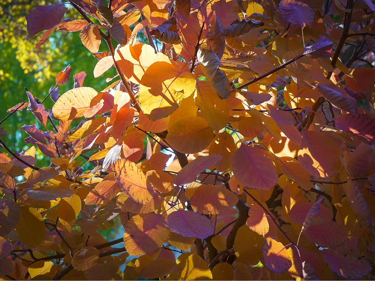 Smoketree, Why Not? – California Fall Color