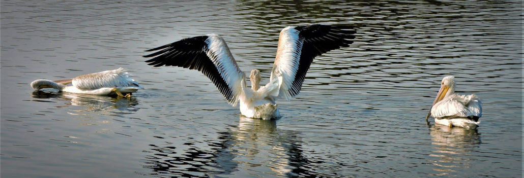 Kathy Jonokuchi American White Pelicans Dscn0009 (2)