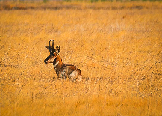 M Beatley Pronghorn