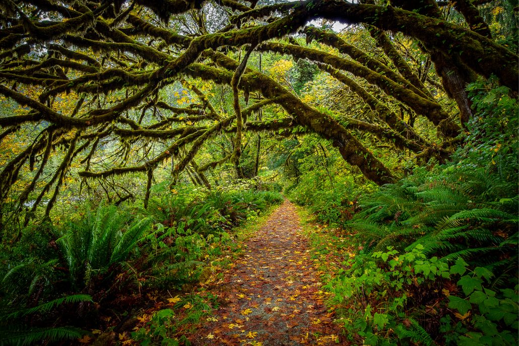 Max Forster Pcrsp Fall Foliage 10272021 5