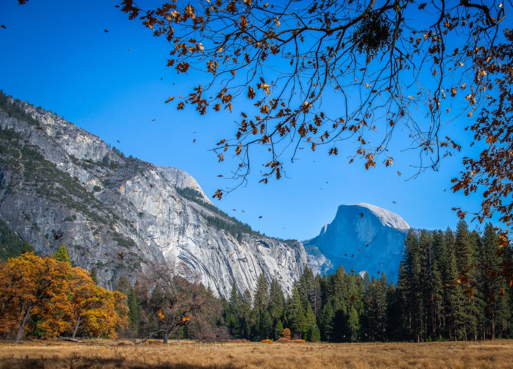 Philip Reedy Half Dome And Falling Oak Leaves