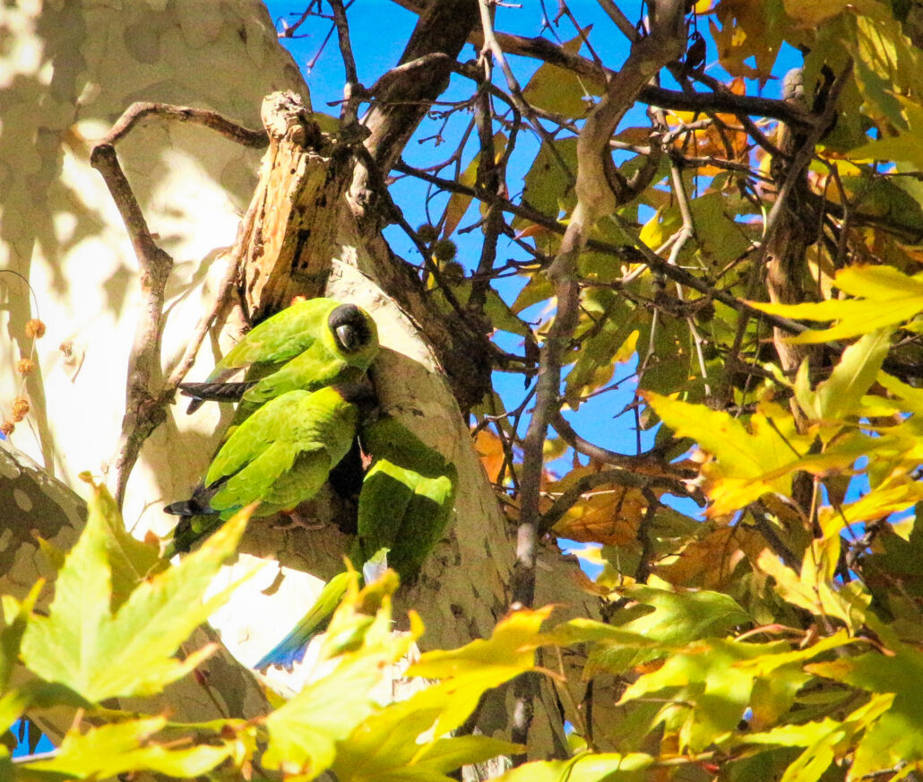 Nanday Conures, Western sycamore, Peter Strauss Ranch, Cornell 11/14/22 Kathy Jonokuchi