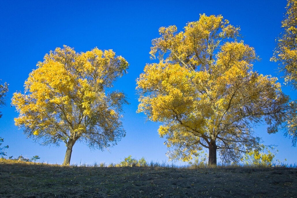 Salil bhatt|arizona ash