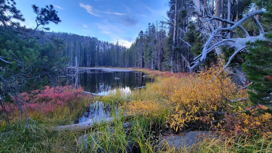 Fall Color In Yosemite (11/5/23) Angie Plaisted