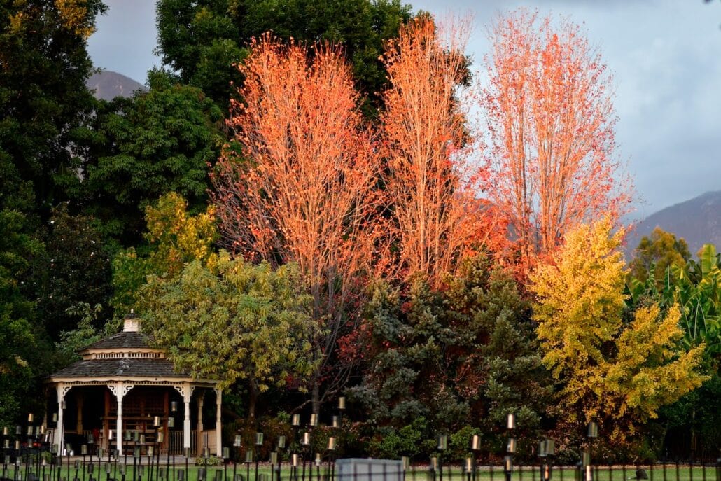 Fall In Full Swing In So Cal (11/30/23) Frank Mcdonough