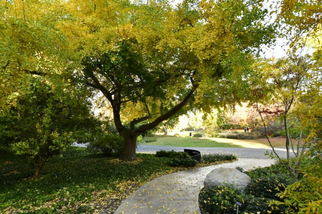 Los Angeles County Arboretum & Botanic Garden (12/8/23) Frank Mcdonough