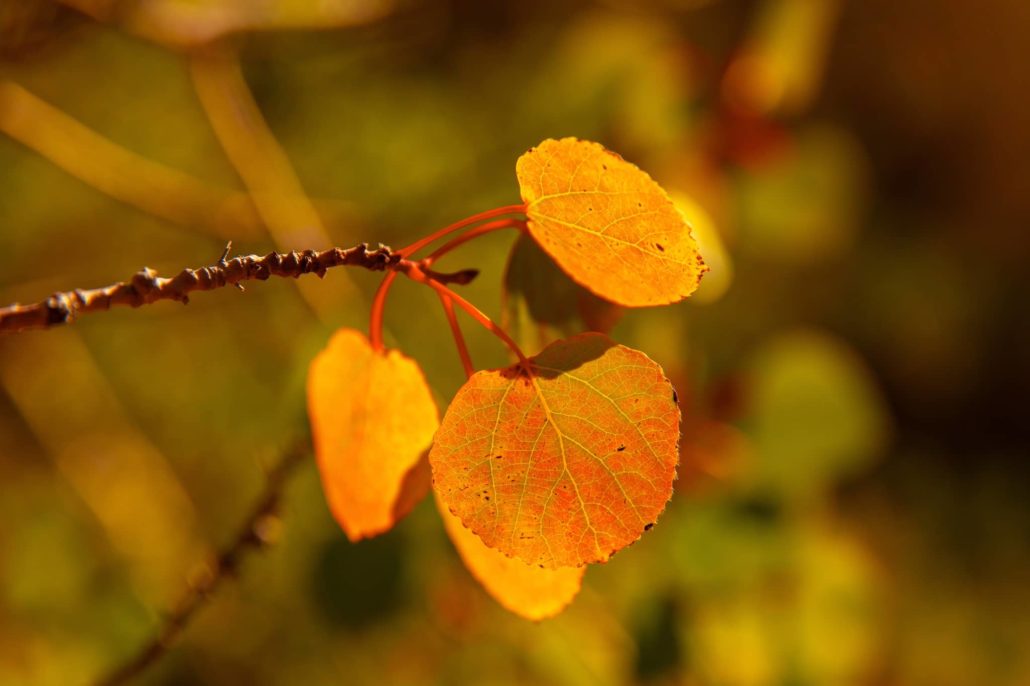 Fall Color 9.26.23 Carter Murphy 2(1)