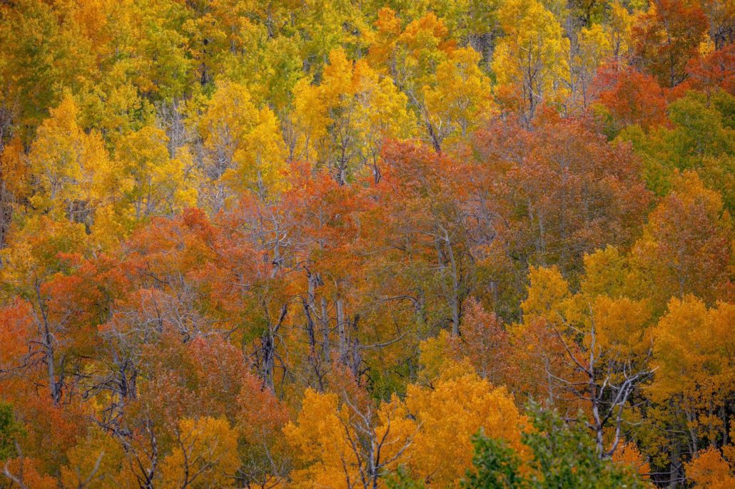 Lobdell Lake Road 10.3.23 Photo Credit Jeff Simpson Mono County Tourism (8)(1)