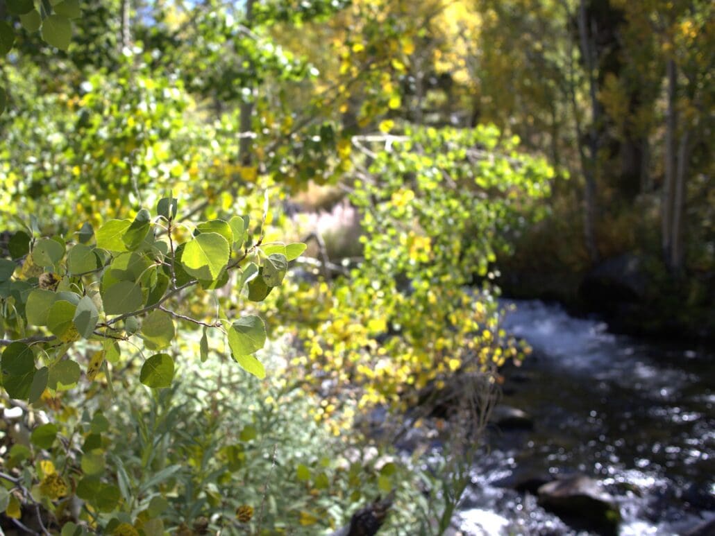 Afternoon On Bishop Creek