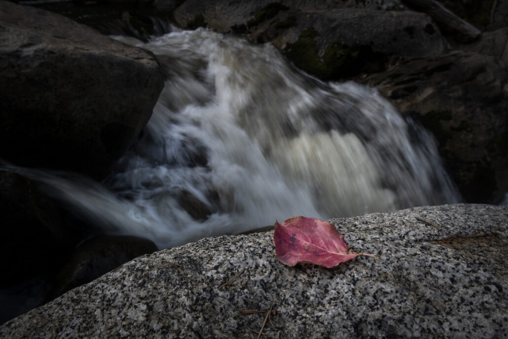 American River Leaf