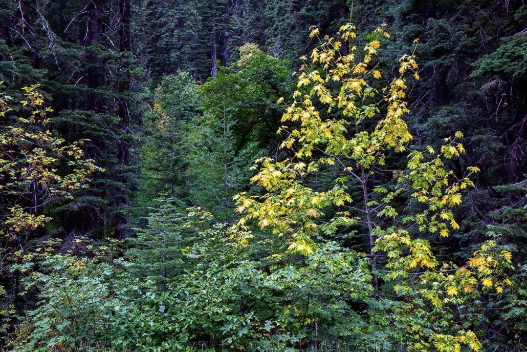 Big Leaf Maple Bucks Lake Copy