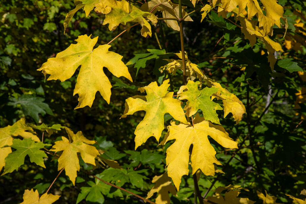 Bucks Lake Big Leaf Maple