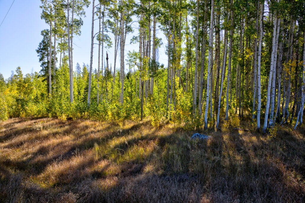 Bucks Lake Aspens Copy