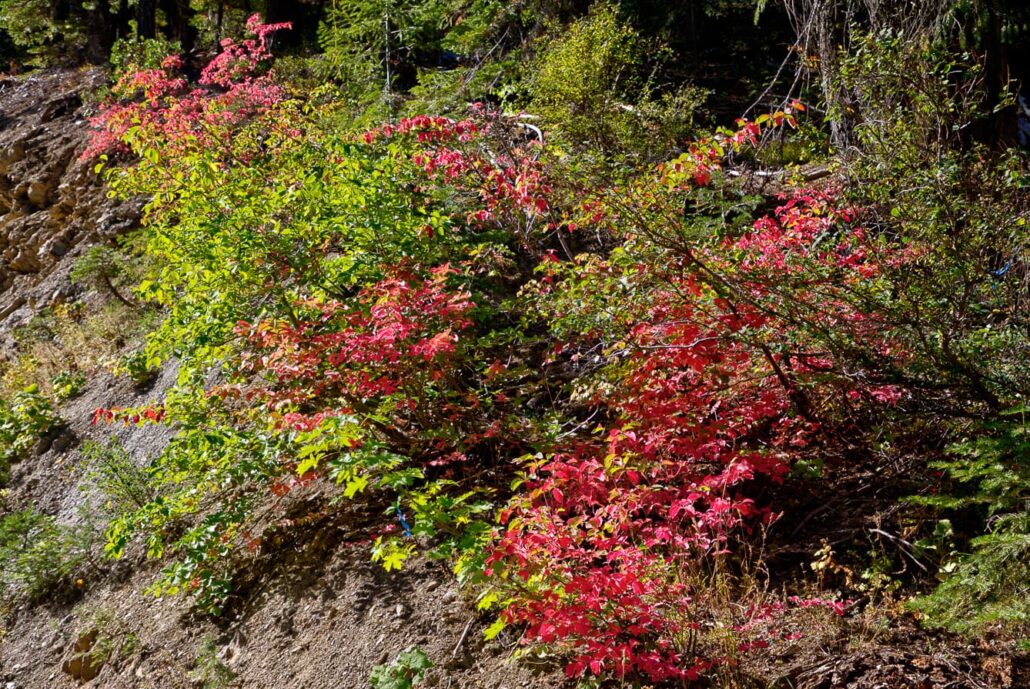 Bucks Lake Dogwood Copy