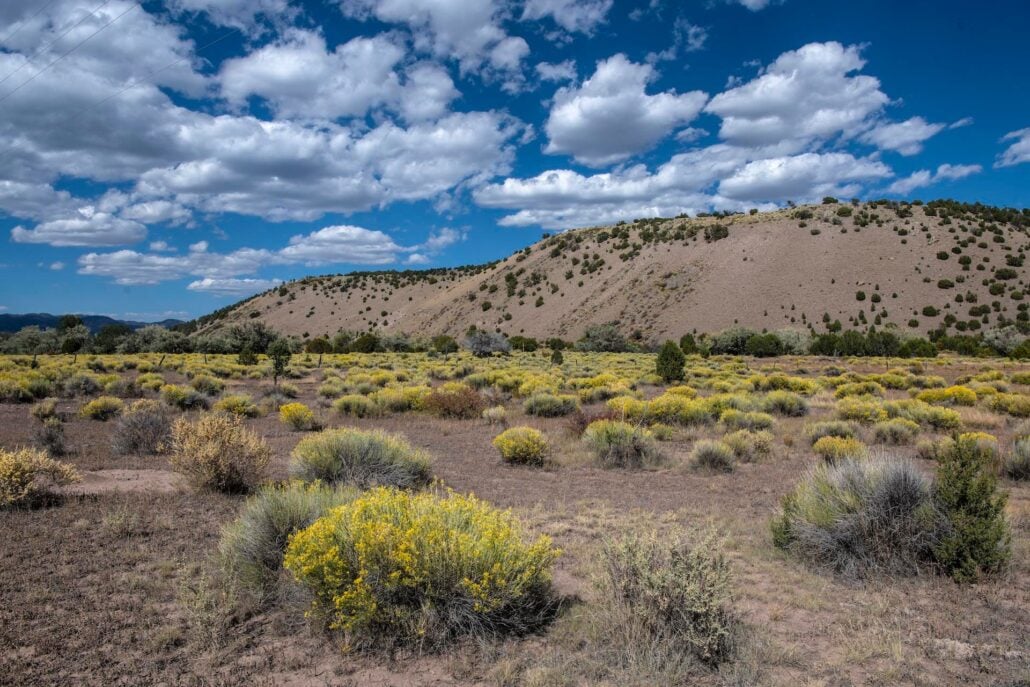 Chamisa Rabbitbrush Pie Town Nm Copy