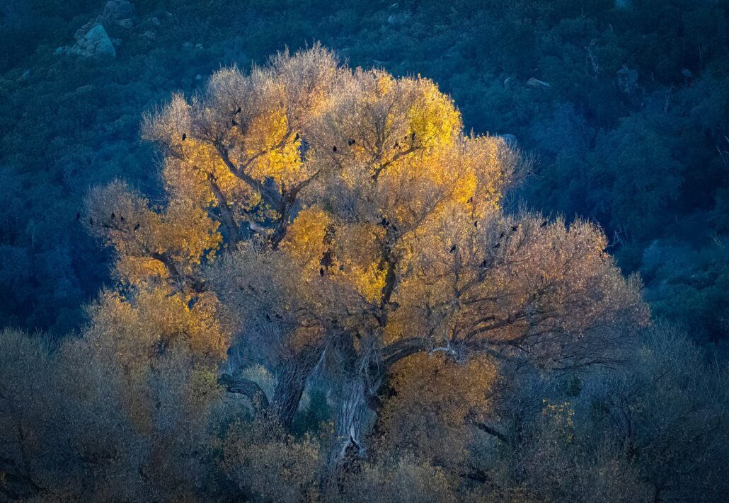 Crows In A Cottonwood Tree Copy