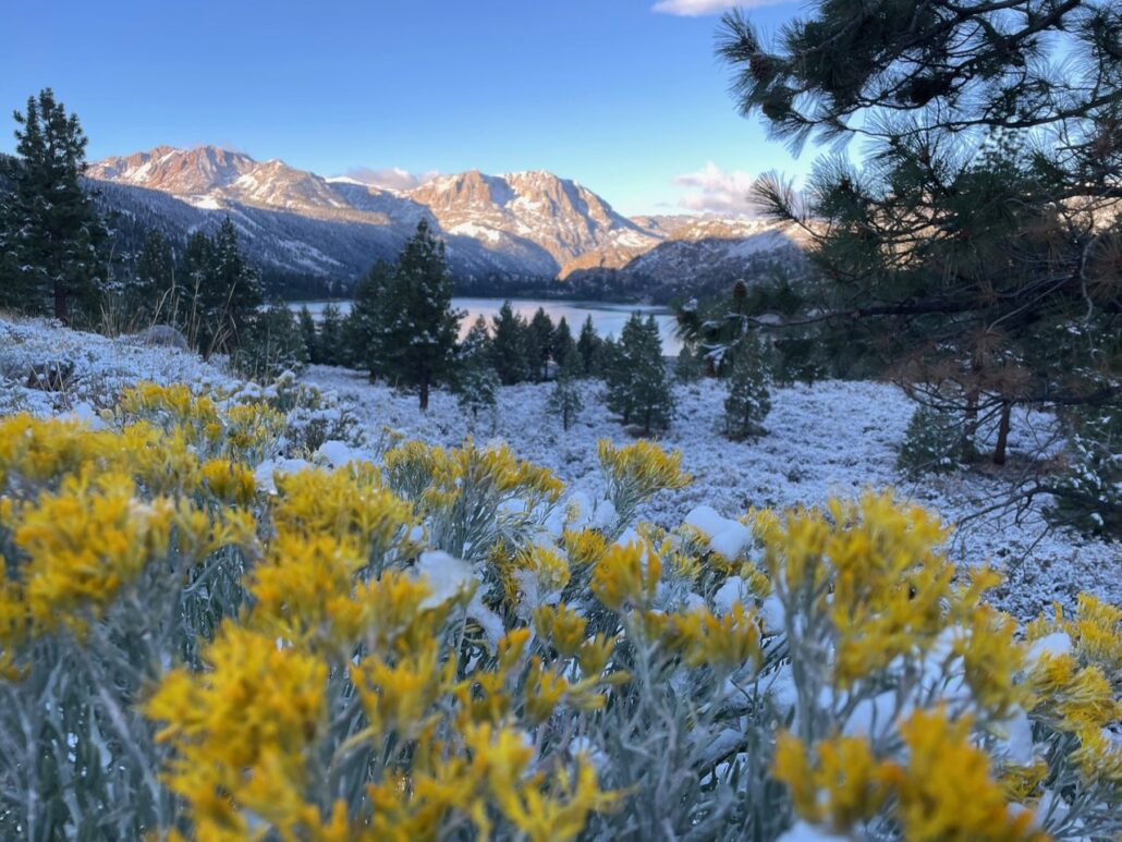 June Lake Fall Colors (9 17 24) Photo Credit Laura Wattles Mammoth Lakes Tourism 12 Medium