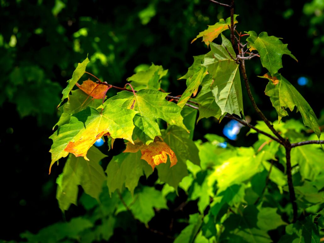 Laportemaplefc Copy