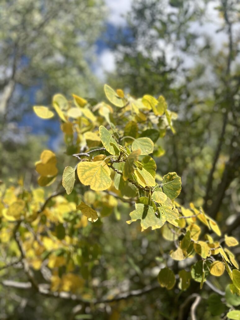 Lundy Canyon Foliage Sept 17 2024 Mono County Tourism