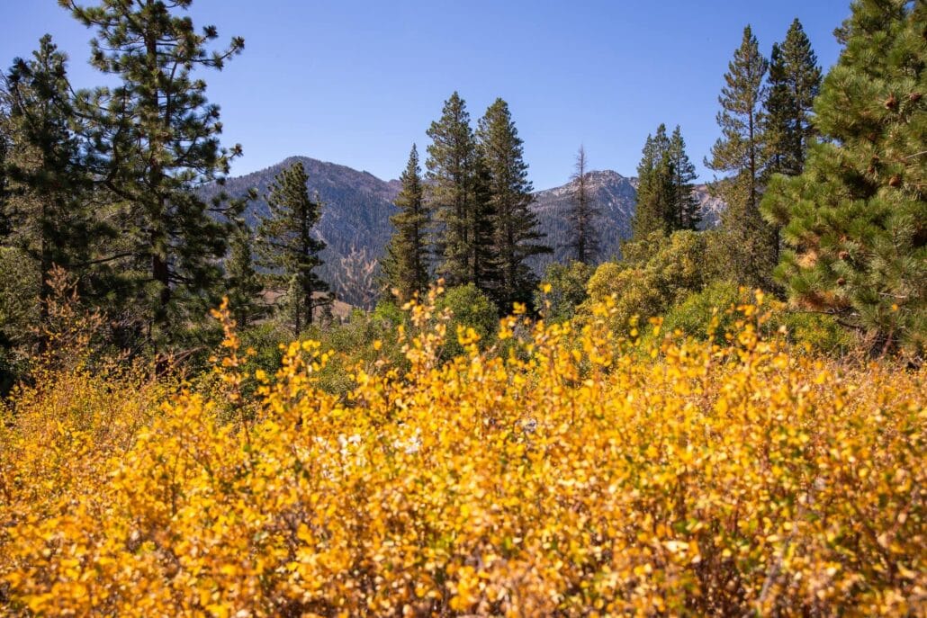 Mammoth Lakes Fall Colors (9 9 24) Photo Credit Samantha Lindberg Mammoth Lakes Tourism 24 Large Copy