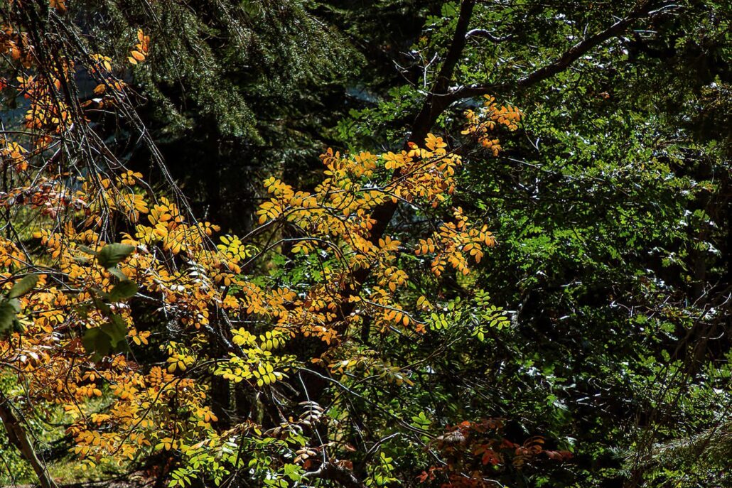 Mountain Ash Bucks Lake Copy