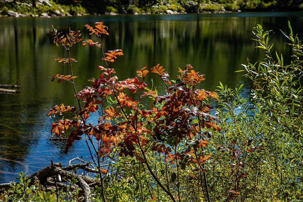 Mountain Ash Thompson Lake Copy