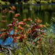 Mountain Ash Thompson Lake Copy