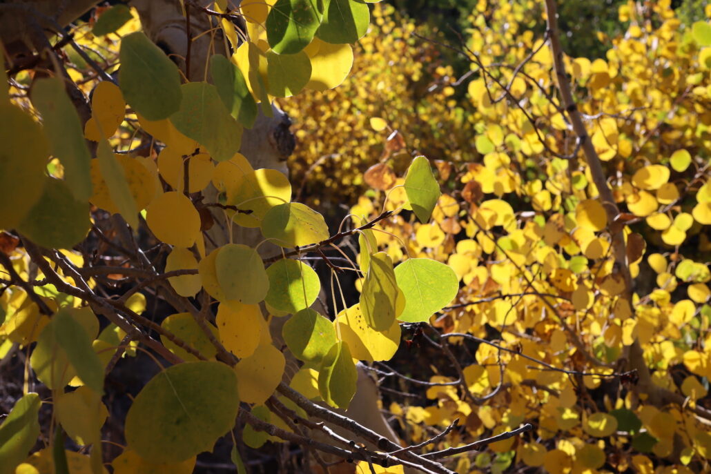 Rock Creek Canyon 1 Copy