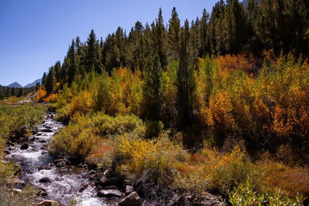 Rock Creek Fall Colors (9 9 24) Photo Credit Samantha Lindberg Mammoth Lakes Tourism 15 Medium