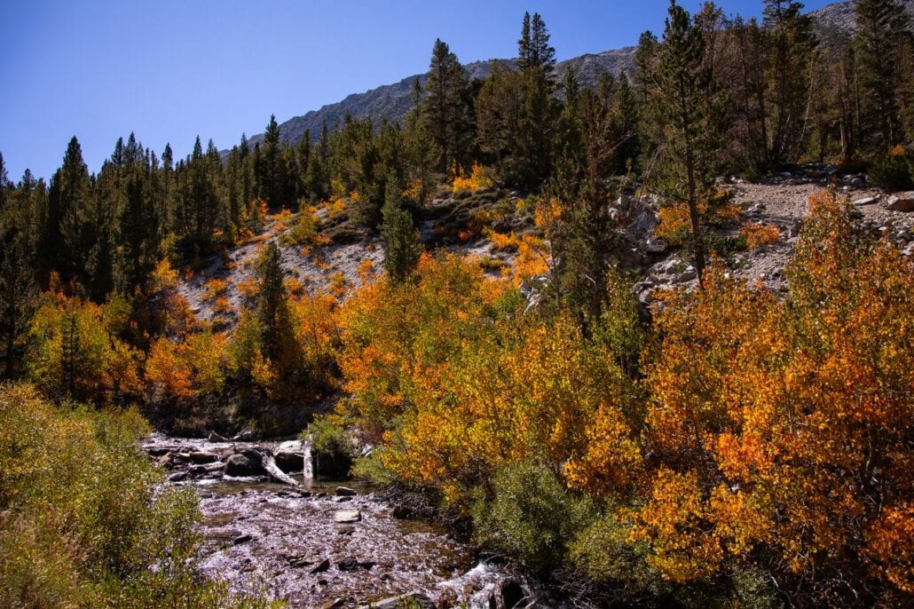 Rock Creek Fall Colors (9 9 24) Photo Credit Samantha Lindberg Mammoth Lakes Tourism 18 Medium