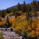 Rock Creek Fall Colors (9 9 24) Photo Credit Samantha Lindberg Mammoth Lakes Tourism 18 Medium