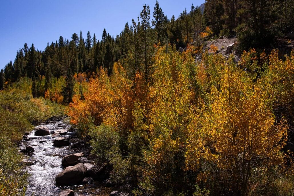 Rock Creek Fall Colors (9 9 24) Photo Credit Samantha Lindberg Mammoth Lakes Tourism 19 Large Copy