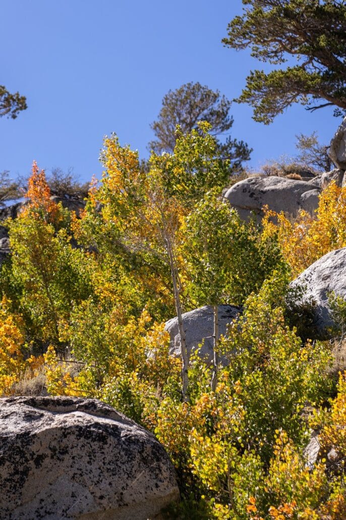 Rock Creek Fall Colors (9 9 24) Photo Credit Samantha Lindberg Mammoth Lakes Tourism 2 Medium