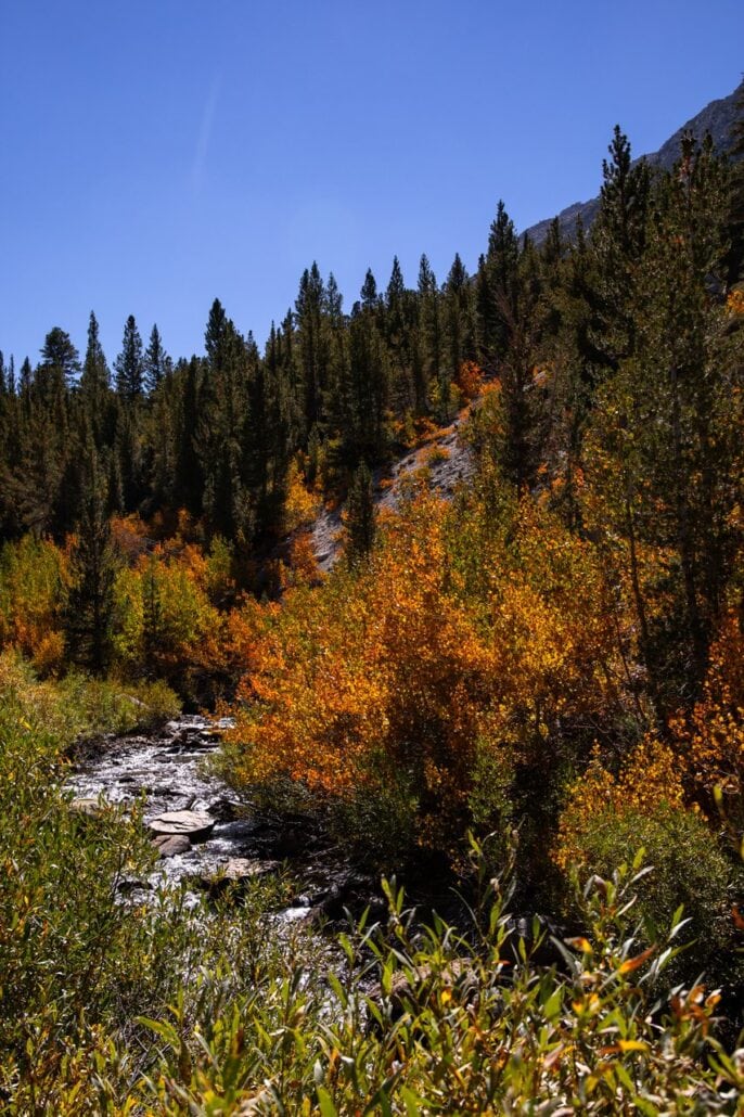 Rock Creek Fall Colors (9 9 24) Photo Credit Samantha Lindberg Mammoth Lakes Tourism 21 Medium